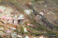 Image5ct.jpg