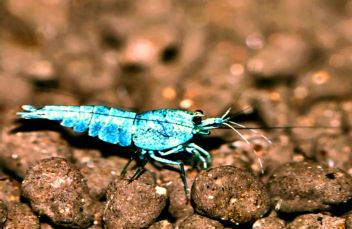 blue_bolt