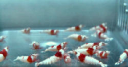 00-0-Copr_2012_Shrimpsandfishusat.jpg