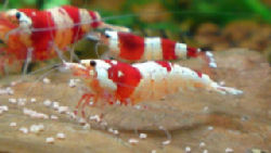 crystal_red