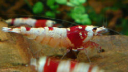 04-0-Copr_2012_Stev_Kolditzt.jpg