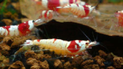07-0-Copr_2012_Stev_Kolditzt.jpg