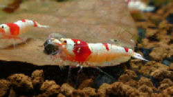 09-0-Copr_2012_Stev_Kolditzt.jpg
