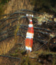 IMG_6530t.jpg