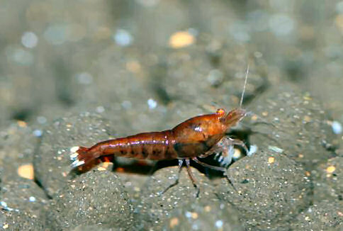 red_rubis