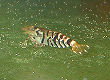 DSCF0010t.jpg