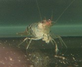 image18t.jpg