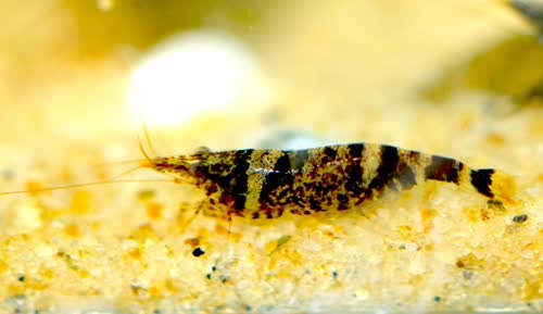 celebensis