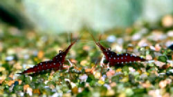 01-0-Copr_2012_Natacha_Lavrict.jpg