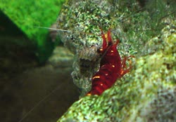 12-0-Copr_2012_Stev_Kolditzt.jpg