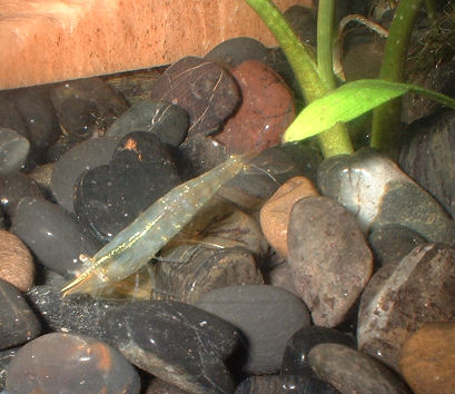 Caridina endehensis