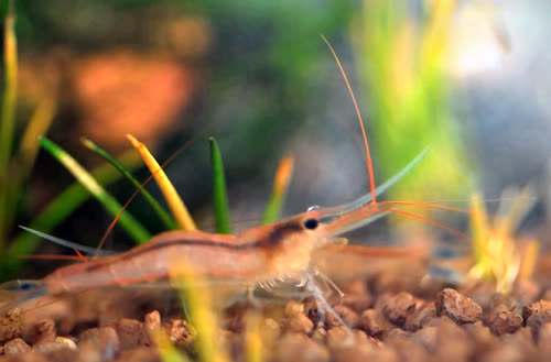 ensifera