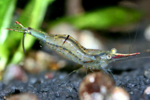 Caridina