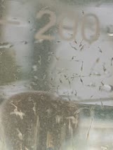 01-0-Copr_2017-Silane_Dilwyn_Tngt.jpg