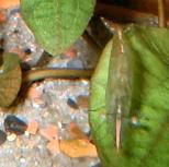 rhino-shrimp-01-0_Copr_2005_Richard_J_Sexton-143x87t.jpg