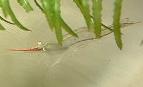 rhino-shrimp_Copr_2005_Richard_J_Sexton-143x87.jpg