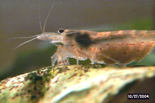 multidentata