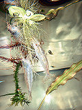 DSCF0001t.jpg