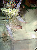DSCF0002t.jpg