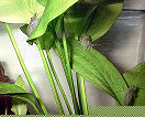 DSCF0007t.jpg