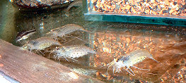 DSCF0012t.jpg