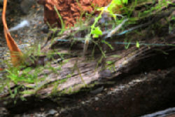 01-0-Copr_2012_Rachel_Olearyt.jpg