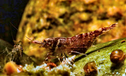pareparensis