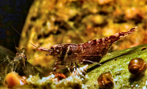 pareparensis