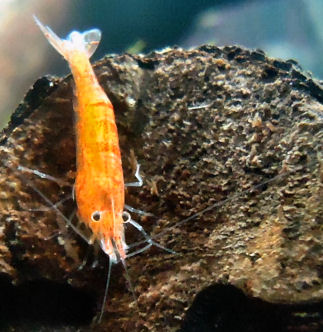 propinqua