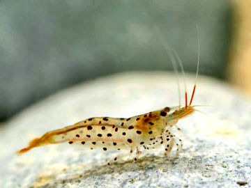 Caridina rubropunctata