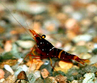 spinata