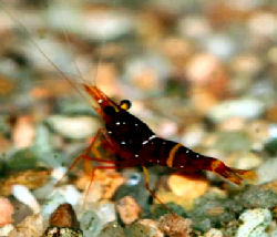 spinata