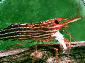 striata