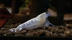 white_fishbone