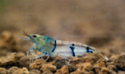 00-0-Copr_2012_skaii67t.jpg