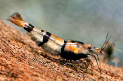01-0-Copr_2012_Andreast.jpg