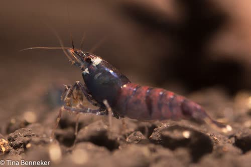 trifasciata