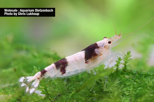 venusta