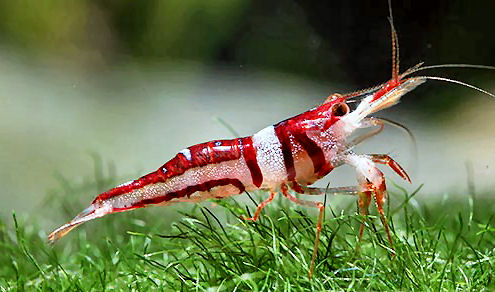 woltereckae