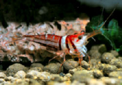 00-0-Copr_2012_Fumitoshi_Morit.jpg