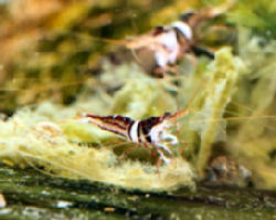 00-0-Copr_2012_Stev_Kolditzt.jpg