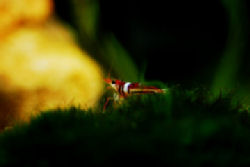 00-0-Copr_2012_Sunblock_Spfist.jpg