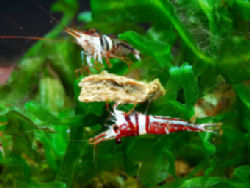 01-0-Copr_2012_Fumitoshi_Morit.jpg