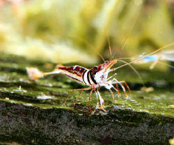 03-0-Copr_2012_Stev_Kolditzt.jpg
