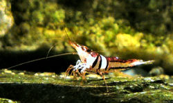 13-0-Copr_2012_Stev_Kolditzt.jpg