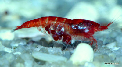 rubra