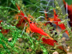 01-0-Copr_2012_Fumitoshi_Morit.jpg