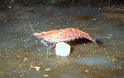DSCF0004t.jpg