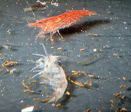 DSCF0010t.jpg