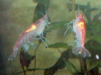 DSCF0012t.jpg